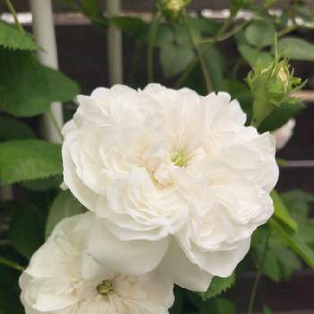 マダム アルディの投稿画像一覧 Greensnap グリーンスナップ