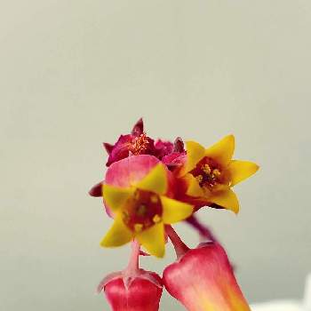 嬉しいの画像 by keiさん | バルコニー/ベランダとプリメーラのお花とプリメーラとありがとうと嬉しいとリエール苗とふるさと納税返礼品