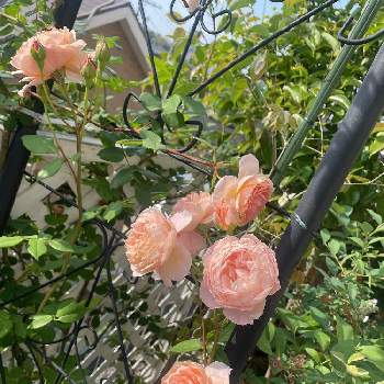 バラ ウィリアムモーリスの画像 by まりこりんさん | 小さな庭とバラとバラ ウィリアムモーリスとばら バラ 薔薇とナチュラルガーデンとイングリッシュガーデンと小さな小さな庭と花のある暮らし