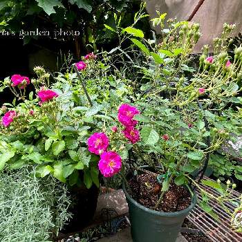 可愛いピンクの画像 by マリアさん | 小さな庭と薔薇スィートチャリオットとmy garden♬とさいた✨とiPhone13とノンフィルターとB型と可愛いピンクと12月生まれ♪と植え中毒と花のある暮らし