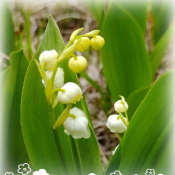 スズランの花の画像 by TANITOMO☆さん | 小さな庭と#春馬くんとGSに感謝。とスズランの花と「戦争のない、平和な世界に」と#忘れないよ