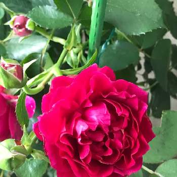 薔薇好きの画像 by Rose faireさん | バルコニー/ベランダとバラ、薔薇、ばらとお花大好き♡と薔薇好きとあか❤とおうち園芸と金曜ローズショーと花のある暮らし