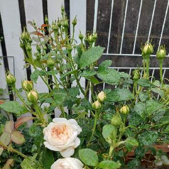 プリンセス・ヴェールの画像 by あずそらさん | 小さな庭と大好きな薔薇とプリンセス・ヴェールと薔薇の咲く庭と無農薬の薔薇