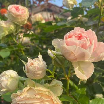 コルデスの画像 by しげちんさん | 小さな庭と薔薇♪とコルデスとドイツとパシュミナ　バラ