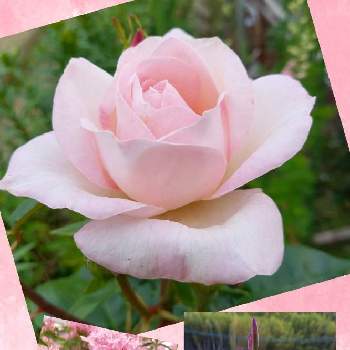 バラ好きの画像 by フランさん | アプローチとシランとバラ メルヘンケニギンとペンタスと素敵なお花とばら バラ 薔薇とバラはいいなぁと毎日ローズショーと可愛いお花とおうち園芸とはなのある暮らしと金曜ローズショーと綺麗なお花とバラ好きとピンクのお花とピンクワールドへ ようこそとガーデニング