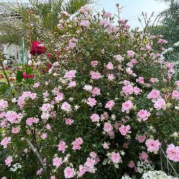 良い天気の画像 by ラックスさん | 広い庭とプリンセスピーチとピンクの薔薇と良い天気と沢山の薔薇♡と広いお庭と一季咲と薔薇のある家とトレリス仕立てとガーデニングとミニ薔薇