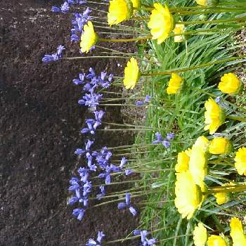 青い花と黄色の春2022の画像 by かすみそうさん | 小さな庭とムルチコーレとシラー・カンパニュータと青い花と黄色の春2022と黄色のお花♡とチーム・ブルーNo.120とおうち園芸と可愛い〜♡と青い花マニアとチーム・ブルーといやし♪と紫のお花