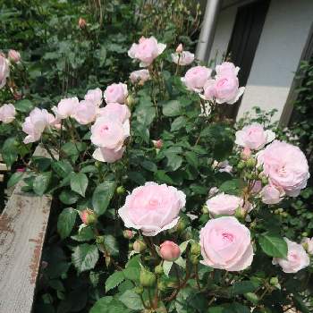 ばらの香りの画像 by もずくさん | 小さな庭とオリビア・ローズ・オースチンとばら バラ 薔薇とバラのある暮らしと花は癒し.｡.:*♡とばらの香りと私のお気に入りと花は癒やし♡
