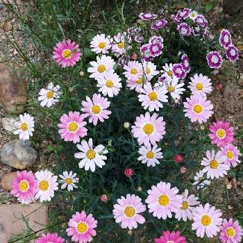 マーガレット♡の画像 by 爽（薔薇の名前）さん | 小さな庭と満開と可愛い花とマーガレット♡と3色