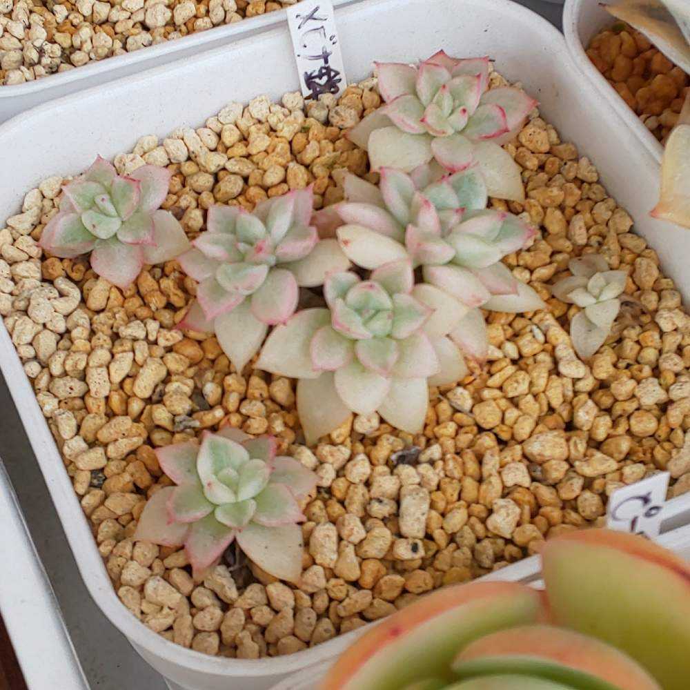 325 女雛錦の生長記録 2022.05.19更新｜🍀GreenSnap（グリーン