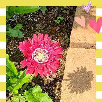  ガーベラの画像 by はっぴーさん | 小さな庭とガーデニング大好きときれいなお花と値下げ品とかわいいと ガーベラとかわいいお花