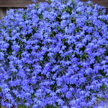アズーロコンパクトの画像 by ＊みったん＊さん | 玄関とアズーロコンパクト スカイブルーとアズーロコンパクトと日日是好日♡ᵕ̈*とさし芽とサンフラビトと青い小さな花マニアとサントリー フラワーズと青い花とおうち園芸とアズーロコンパクト♡と大好きアズーロコンパクトと成長記録と癒しだわと花のある暮らしと夏越し・冬越しと花と生きるサントリーとサンフラアンバサダー2022と優しい気持ち