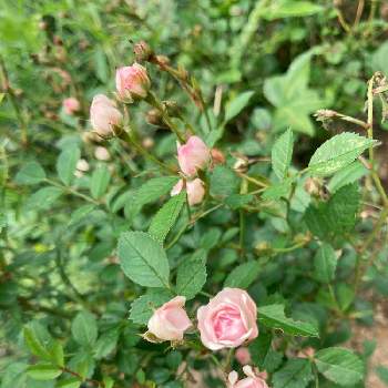 ピンクのお花♡の画像 by Les fleurs ＊＊＊＊さん | 小さな庭とミニミニミニ薔薇と小さな小さなとピンクのお花♡とミニ薔薇と春の花 ❁