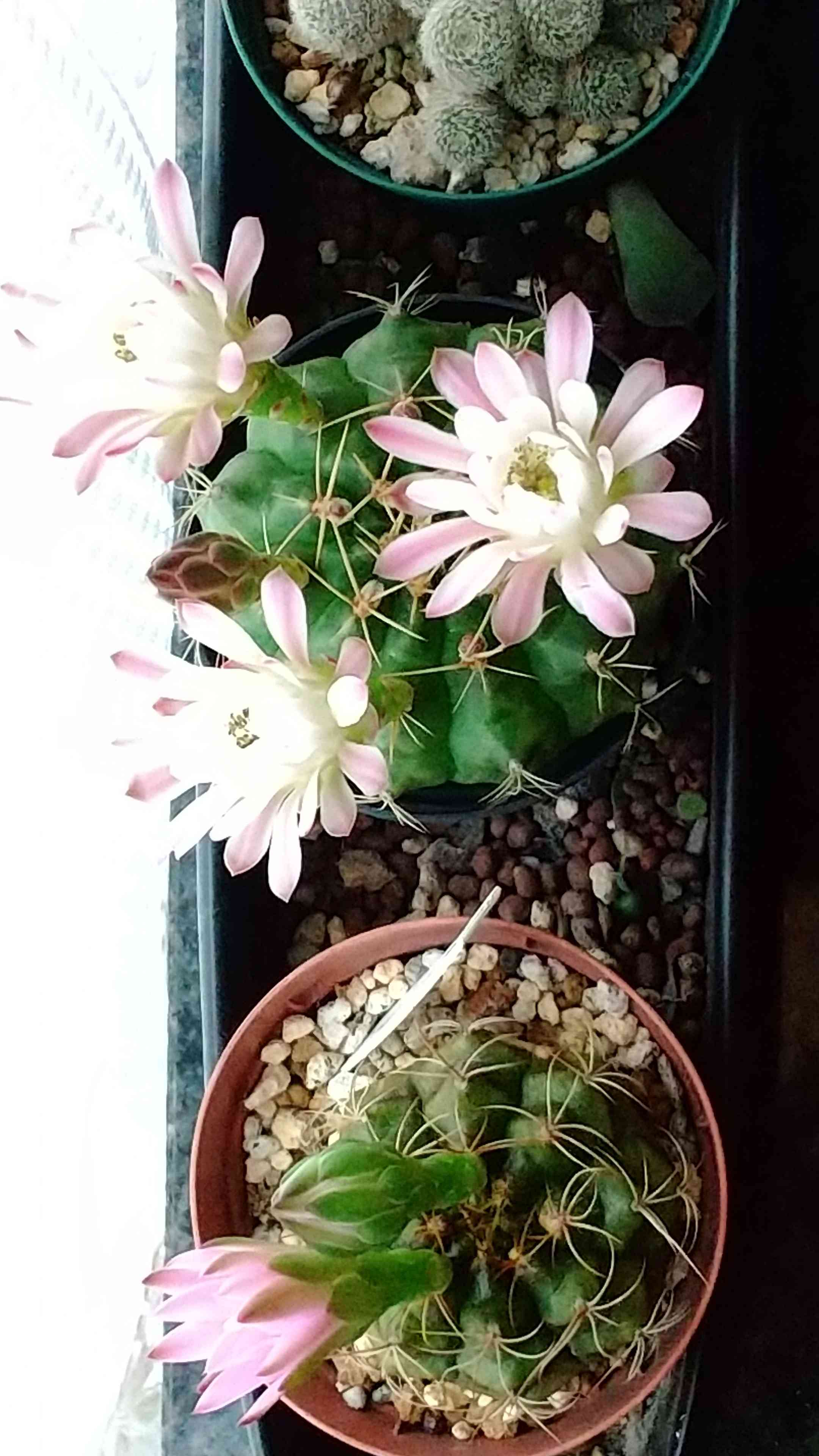 ❀そるまるす❀荒天・猛暑日は植物発送不可専用　グリーン ❀そるまるす❀荒天・猛暑日は植物発送不可専用 グリーン ❀そる