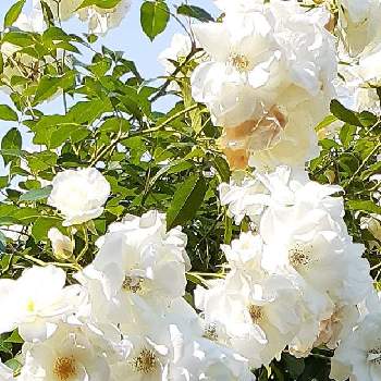 長居植物園の画像 by ミチコさん | 白いバラとバラ♪と白いお花と乙女色クラブと長居植物園