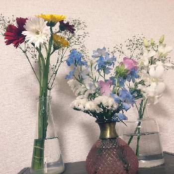 デンファレの画像 by てらさん | デンファレとガーベラと花のある暮らしとハナカジとメルシーフラワー
