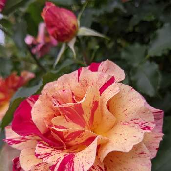 ローズの画像 by はーちゃんさん | お出かけ先とローズとピンクの花と可愛い❤と金曜ローズショーと赤い花と元気に育ててますよ