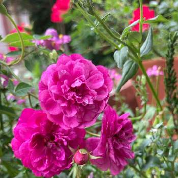 ピンクのお花♡の画像 by Les fleurs ＊＊＊＊さん | 小さな庭とミニ薔薇と春の花 ❁とミニバラ♡スイートチャリオットとピンクのお花♡