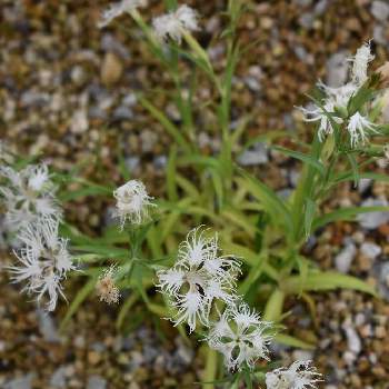 ナデシコ科 の投稿画像一覧 Greensnap グリーンスナップ