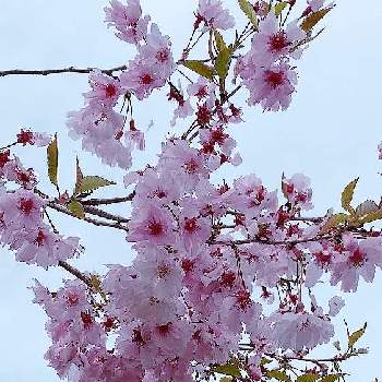 毎日楽しくの画像 by tanoさん | 桜さくらさくらとyu ＆ゆうクラブと平湯温泉とチーム岐阜と美しいとＧＳの皆様に感謝と上を向いて歩こうと桜(さくら)リレーとお出掛け先とピンクワールドへ ようこそと❤️桜リレー♬と可愛いと綺麗だなぁと優しい気持ちと毎日楽しく