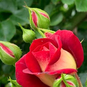 眺めて幸せの画像 by みぃさん | お出かけ先とありがとう♡と眺めて幸せと花となかよしと小さな幸せ♡と薔薇♪と赤い薔薇♡