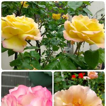 職場の花の画像 by コッコさん | 小さな庭とお花のある暮らしと職場の花とばら❤