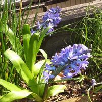 ヒヤシンス,ヒヤシンスの花,小さな庭の画像