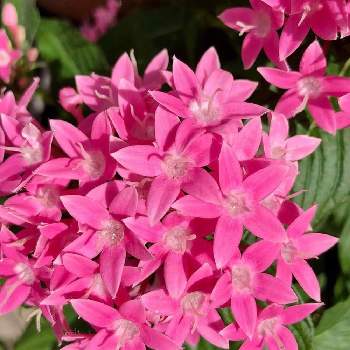ペンタス☆の画像 by みちさん | 玄関とペンタス☆と花と暮らすと小さな庭❤と初夏の庭とピンク色のお花