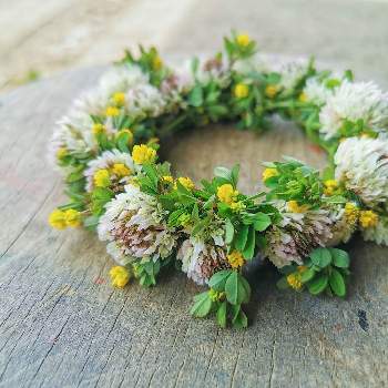 花かんむりの投稿画像一覧 Greensnap グリーンスナップ