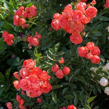 華麗な薔薇の画像 by 赫さん | お出かけ先と山下公園バラ園と華麗な薔薇と横浜港散歩道