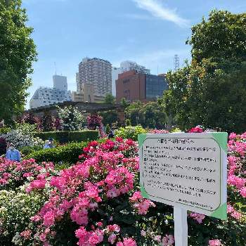 華麗な薔薇の画像 by 赫さん | お出かけ先と山下公園バラ園と華麗な薔薇と横浜港散歩道