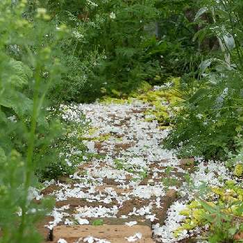 レンガの小道の画像 by ミニロカさん | 小さな庭と白い花とレンガの小道とオオデマリ❁