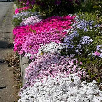芝桜の画像 by picomamaさん | 小さな庭と芝桜と春のお花とお庭の草花とピンクの花と満開と白い花とグランドカバー