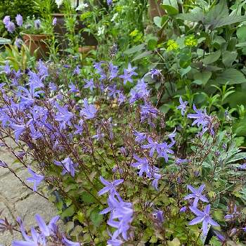 紫色の花の画像 by ラベンダーさん | 小さな庭とカンパニュラボシャルスキアナと小花会と紫色の花とおうち園芸と小花好きと庭の宿根草