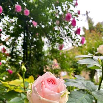 薔薇♡の画像 by りら❀さん | 小さな庭とバラ 芽衣とバラ マカロンピンクと金曜日の蕾たちと薔薇♡とウクライナに平和をとお花を楽しむとバラのある暮らしとGSに感謝。とバラを楽しむ