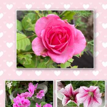 スマホで撮影の画像 by 里はんさん | 緑のある暮らし♡と愛らしくてと♡ピンクのお花♡と花のある暮らしと綺麗な色と美しいお花とスマホで撮影とペラルゴニウム✨とミニバラ♪とペチュニア♬