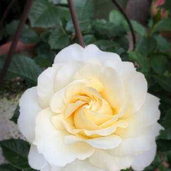 ミニ薔薇♡の画像 by namiさん | ミニ薔薇♡と5月の記録と5月の花と5月の庭と花のある暮らしと薔薇♪と小さなお庭