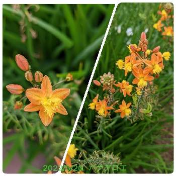 橙色のお花の画像 by もぐjuhさん | お出かけ先とgoogle pixel5aと花色と葉っぱとお顔がこんにちはと橙色のお花