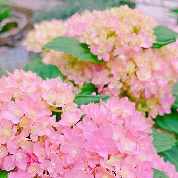 お花を楽しむの画像 by 3079 Flower Gardenさん | 小さな庭とアジサイとみどりのある暮らしと癒しの時間とお花を楽しむとピンクの花とガーデニングとお花のある生活