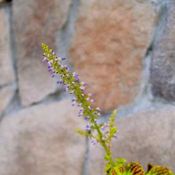コリウス,紫の花,葉っぱ,お出かけ先の画像