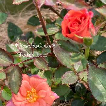 ミニバラ テディベア の投稿画像一覧 Greensnap グリーンスナップ