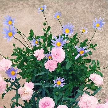 ブルーのお花の画像 by スイトピー好きさん | 小さな庭とフェリシティとバンビーノとフェリシアとカーネ－ションと沢山のお花と癒される♡とピンクの花と切り花を楽しむとブルーのお花と丸くて可愛いと優しい色と花びらが可愛い
