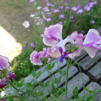 スイトピーの画像 by 鳩子 hatokoさん | 広い庭とスイトピーと田舎暮らしと庭の花と種まきっ子と花のある暮らしと地植え