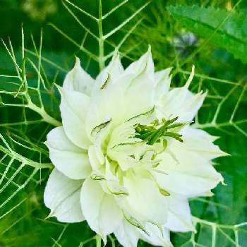 ニゲラ,白い花,花のある暮らし,初夏,種まきっこの画像