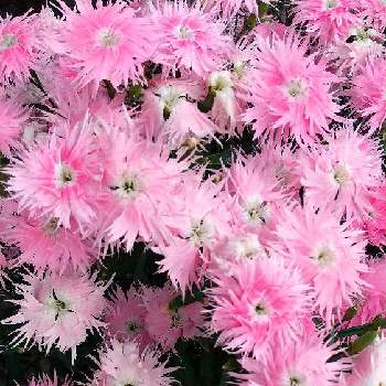 丸くて可愛いの画像 by スイトピー好きさん | 小さな庭とスープラ　ピンクと大輪ナデシコと沢山のお花と春のお花と癒される♡とピンクの花と切り花を楽しむと丸くて可愛いと優しい色と花びらが可愛い