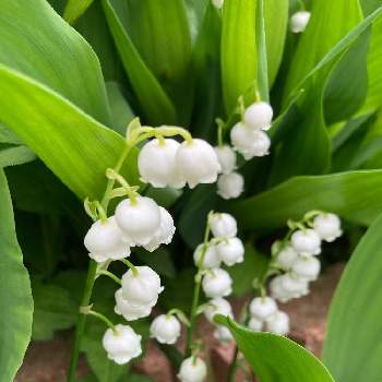 有毒植物の画像 by kiara.shoko さん | 鈴蘭 （すずらん）とスズランと山野草と有毒植物といい香り