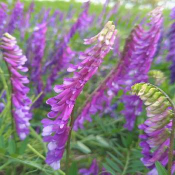 紫色の花の画像 by こぶたさん | 散歩道と野草と紫色の花
