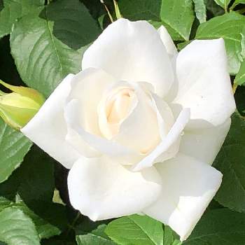 京都府立植物園の画像 by たけのこのっこさん | アンナプルナとバラ特集とばら バラ 薔薇とバラはいいなぁとバラ・ミニバラと京都府立植物園