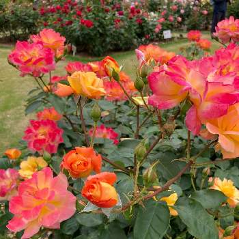 植物園の画像 by マメポッポさん | お出かけ先とバラとトロピカルシャーベットと植物園