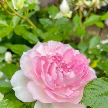 バラ シャリマーの画像 by poohさん | 小さな庭とバラ シャリマーとキュンキュン乙女倶楽部とばら バラ 薔薇とピンクの花と金曜ローズショーとバラが好きとかわいい❤